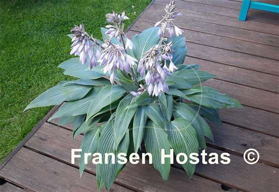 Hosta Scheherazade